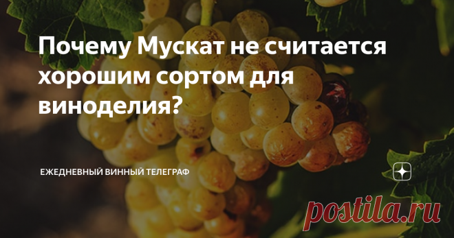 Почему Мускат не считается хорошим сортом для виноделия? В комментариях в статье про сорт Молдова Вы достаточно прохладно высказались и о достаточно популярном Мускате. Почему?