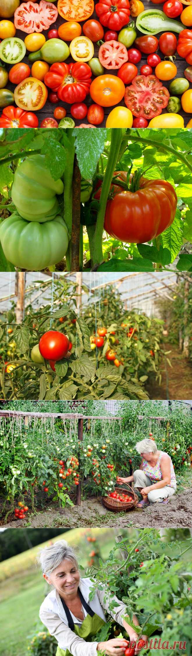 Как выбрать подходящие сорта томатов для рассады | Самоцветик