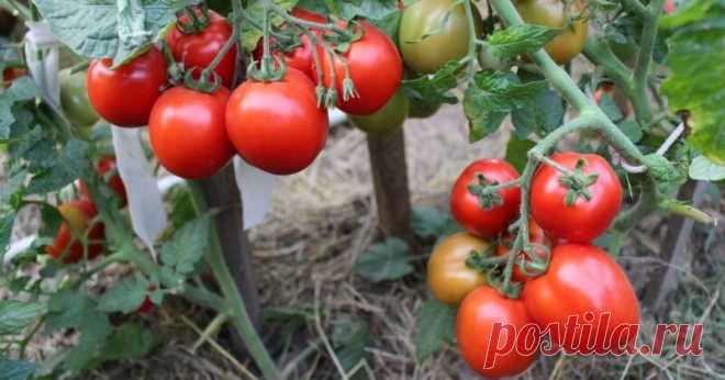 Сорта помидоров, которые хорошо растут и плодоносят в тепличных условиях | Идеальный огород | Яндекс Дзен