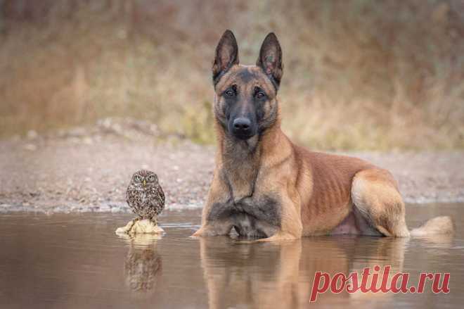 Собака и сова, которые жить не могут друг без друга