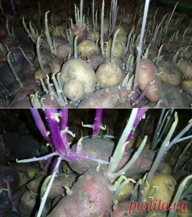 Лечение ростками картофеля
Используют картофельные отростки в виде настоек и отваров.