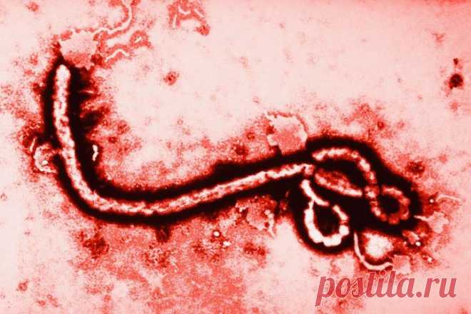 (+1) тема - Факты про вирус Эбола, которые стоит узнать сегодня | НАУКА И ЖИЗНЬ