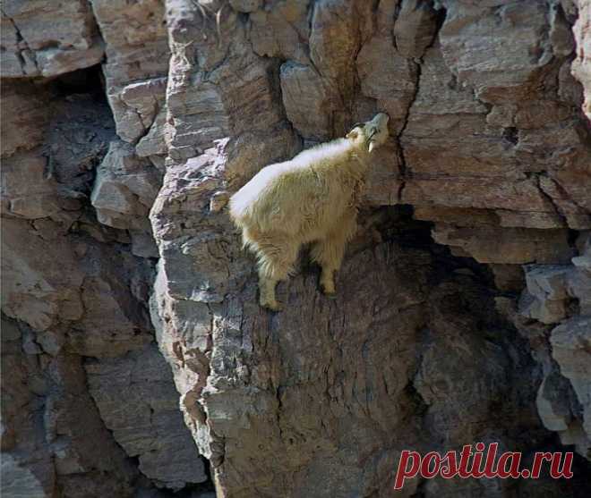 Леденящие душу фотографии горных козлов — Болтай