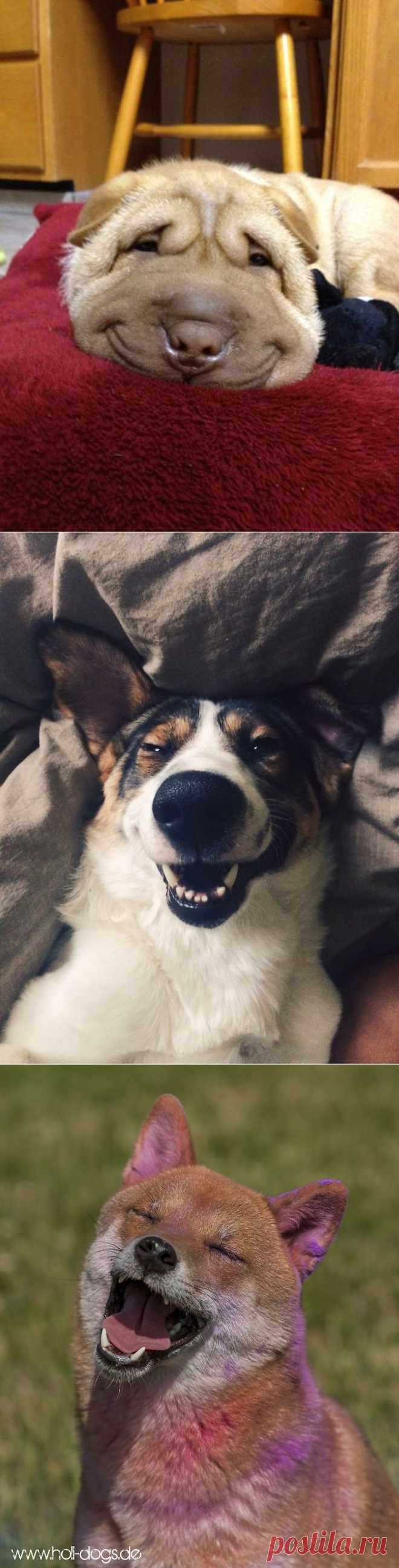 Собаки-улыбаки: счастье есть