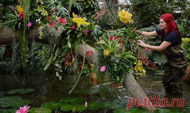 Фотогалерея: Фестиваль орхидей открывается в Лондоне - Новости Mail.Ru