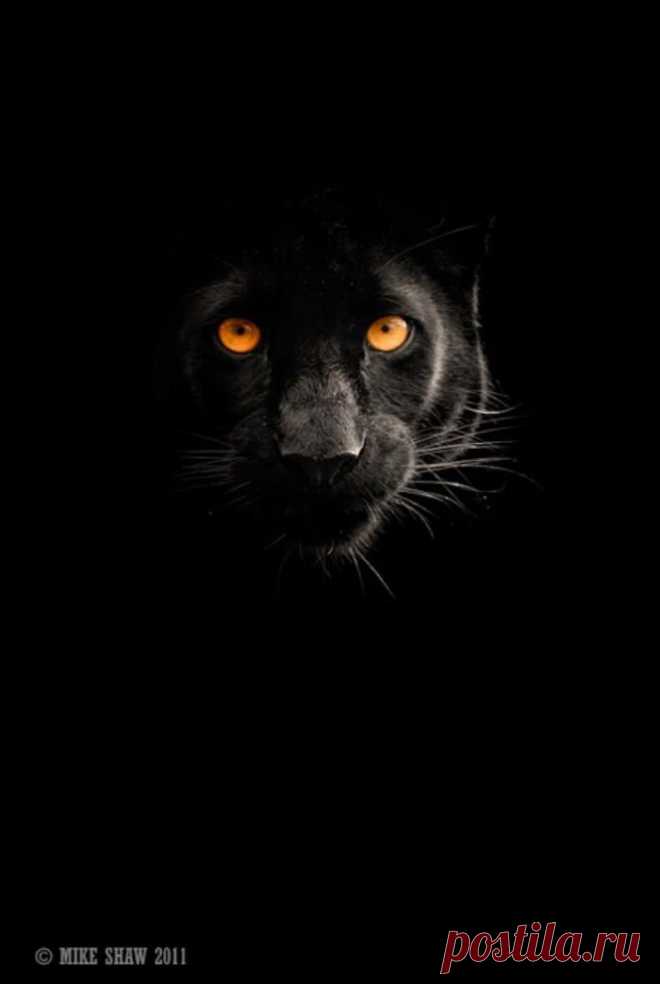 Black jaguar . . . intense look — Catmoji