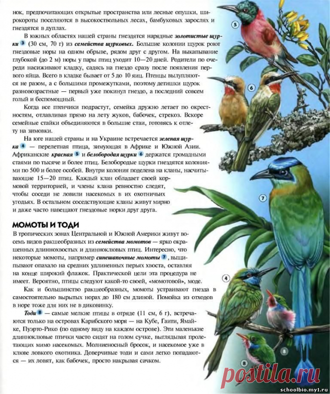 птица тоди фото: 2 тыс изображений найдено в Яндекс.Картинках
