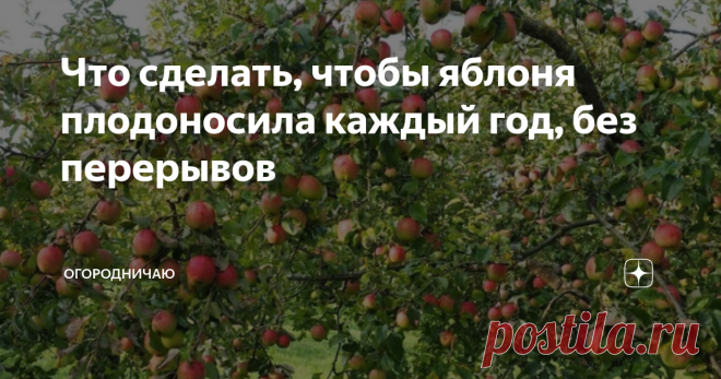 Что сделать, чтобы яблоня плодоносила каждый год, без перерывов У вас такое бывало - год яблок навалом, а на следубщий год висит три яблочка? Что это - год не урожайный?
Вовсе нет, просто ваша яблоня устала и ей нужен отдых. Однако, можно своими силами добиться регулярного плодоношения.
Яблоня способна давать плоды только при условии, что ей достаточно минеральных и питательных веществ.
Если их не хватает - то яблоня либо не будет цвести, либо просто сбросит ц