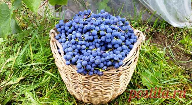 Подкормка винограда от А до Я – советы профессионалов Подкормка винограда выполняется 2-4 раза в год, начиная с марта месяца и заканчивая срединой ноября, когда температура воздуха опускается до 0 градусов