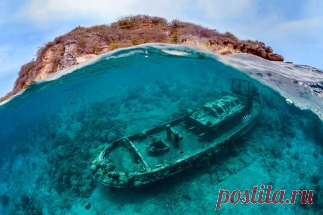 Лучшие работы конкурса подводной фотографии — Наука и жизнь