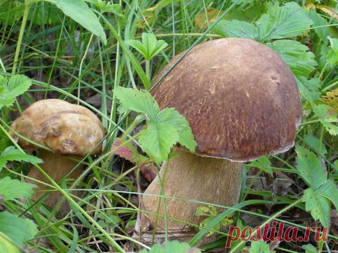 3 простых способа: как легко вырастить лесные грибы на дачном участке