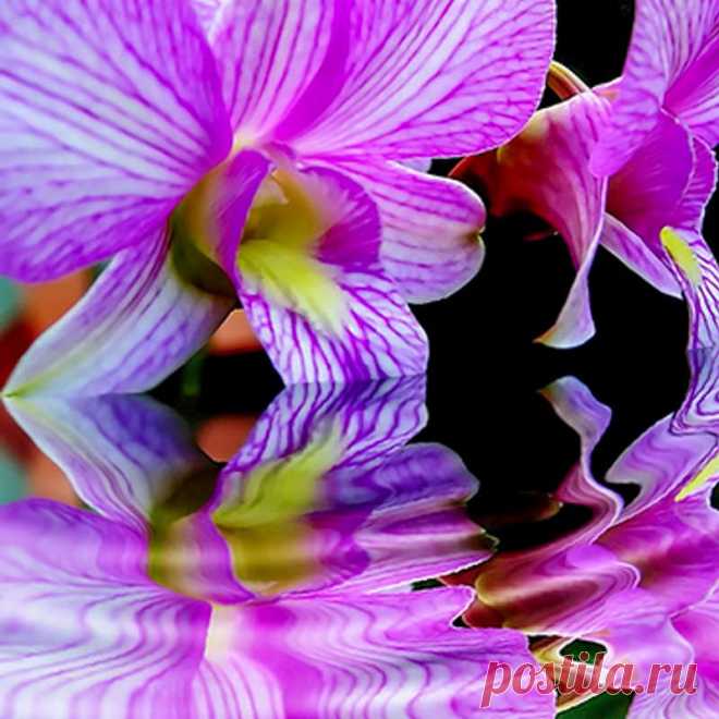 Полив орхидей в домашних условиях — FloweryVale.ru