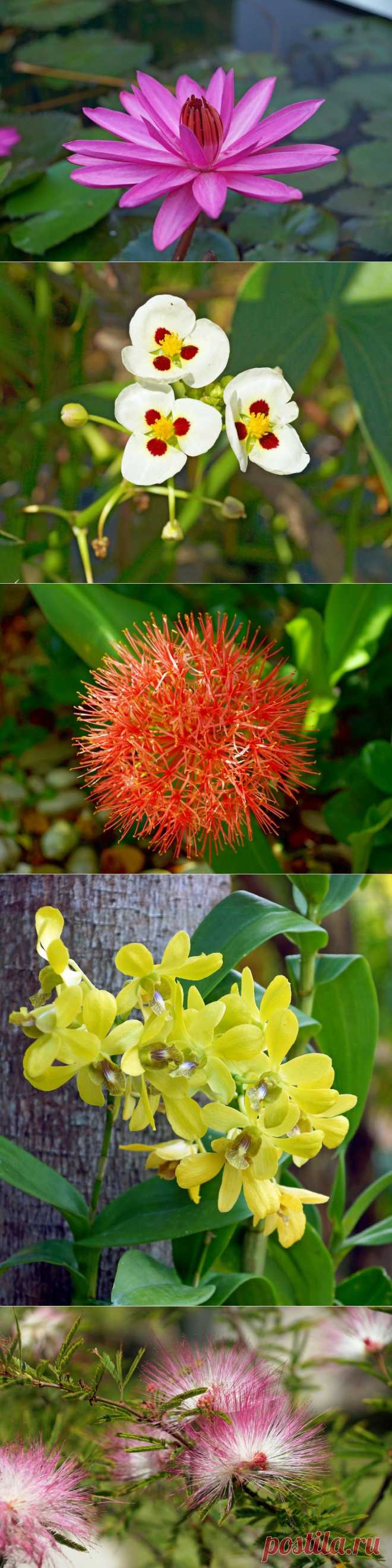 Цветущие растения Таиланда!
