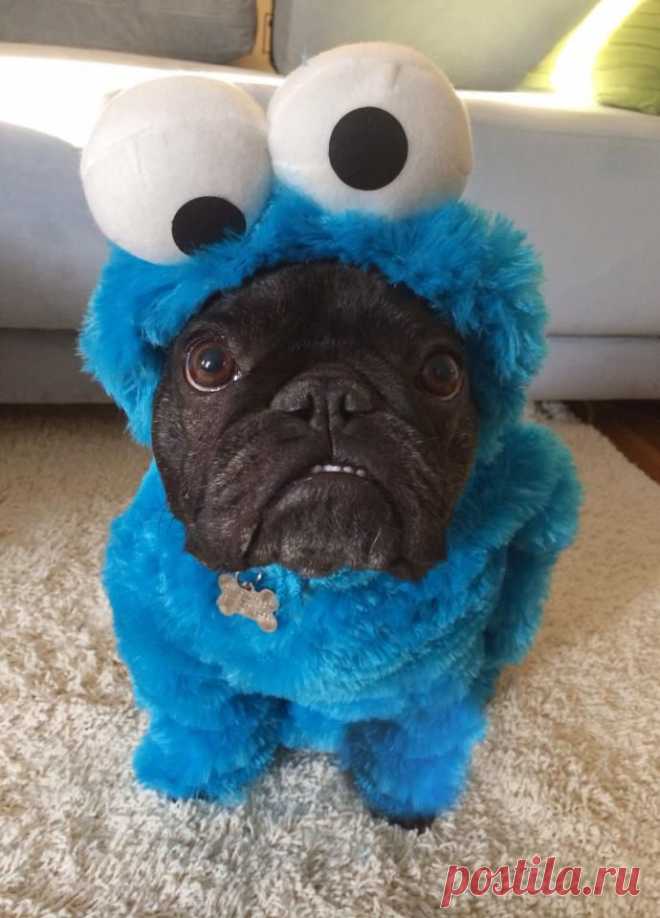 I'm a day late, but Reddit you'll be very happy to meet Murray, in full costume. - Imgur