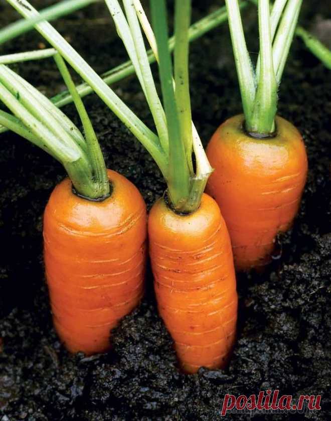 Морковь, посадка и уход в открытом грунте Морковь – это овощ, популярный в кулинарии. Он придает блюду сладость. Хорошо сочетается с другими овощами, мясом, рыбой или фруктами. Этот корнеплод – не капризное растение, но ошибки в уходе за ним ...