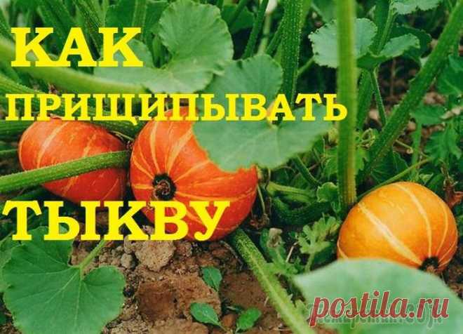 Как прищипывать тыкву. Необходимое мероприятие!