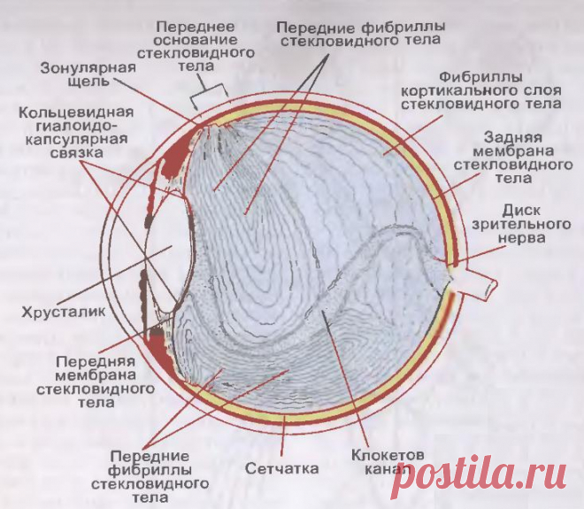 «Летающие мошки» и «стеклистые червяки» в глазах, или откуда берутся «битые пиксели» в стекловидном теле