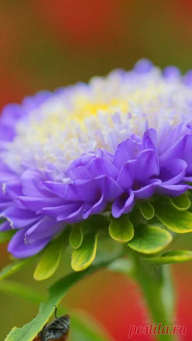 Скачать обои цветок, фиолетовый, астра, раздел цветы в разрешении 720x1280 в Яндекс.Коллекциях