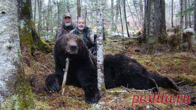 http://www.sergoutfitter.com/articles/hunting-2014-amur-brown-bear-report-part-one