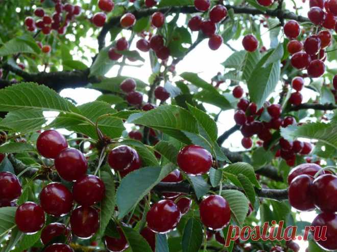 Как ухаживать за вишней весной, летом и осенью, чтобы был хороший урожай Вишня - очень распространённое дерево для российских садов. Для получения богатого урожая, важно знать некоторые аспекты в уходе за ним.