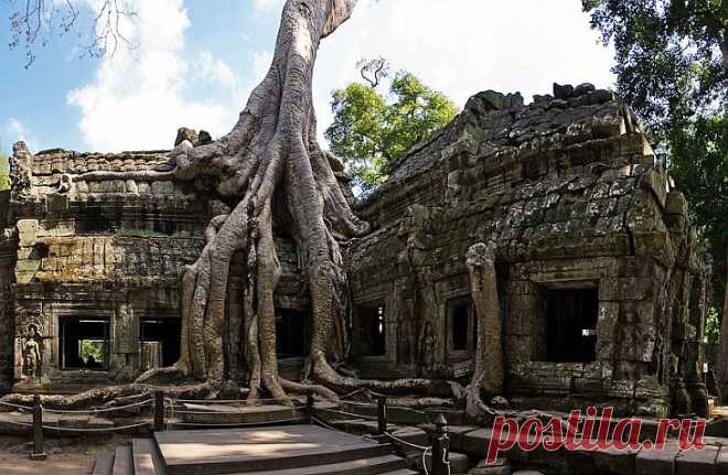 Камбоджийский храм Та Пром (Ta Prohm) и гигантские деревья