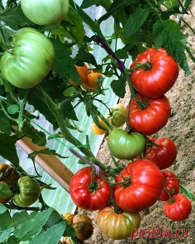 Хотите большой урожай вкусных томатов, покупайте проверенные сорта. Делюсь отличными сортами 2022... Томаты урожай