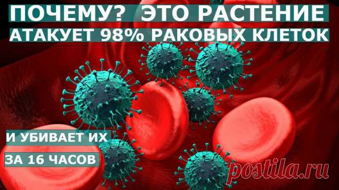 Трава, которая дарит жизнь и убивает 98% раковых клеток: 3 рецепта лечения рака Почему нам об этом не говорят?