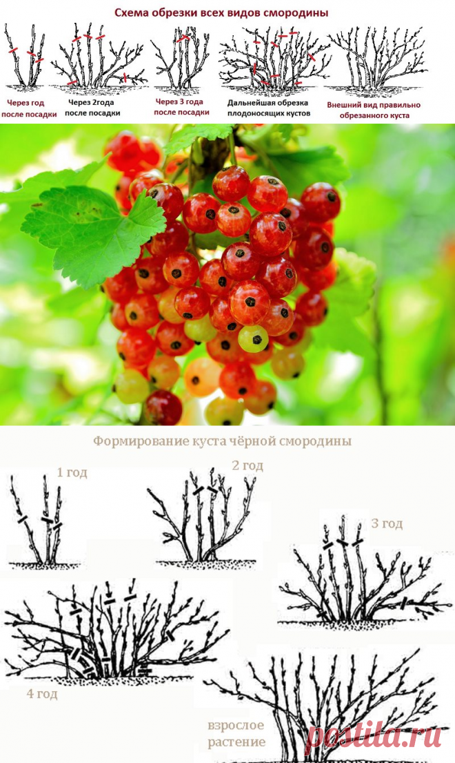 Обрезка смородины весной схема для начинающих видео