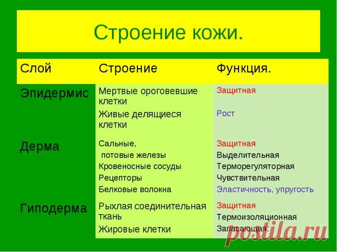 строение кожи и ее функции: 26 тыс изображений найдено в Яндекс.Картинках