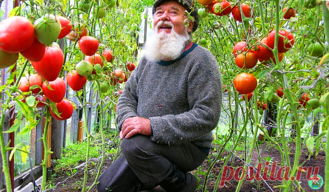 Подкормка томатов, которой со мной поделился 80 летний ПРОФЕССОР аграрных наук. Делюсь его методом | 6 соток