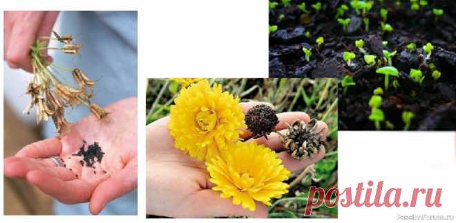 Особенности размножения комнатных цветов семенами