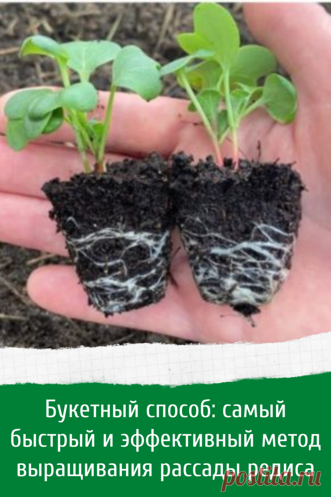 Букетный способ: самый быстрый и эффективный метод выращивания рассады редиса