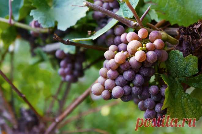 Все о пользе винограда - Официальный сайт программ 
