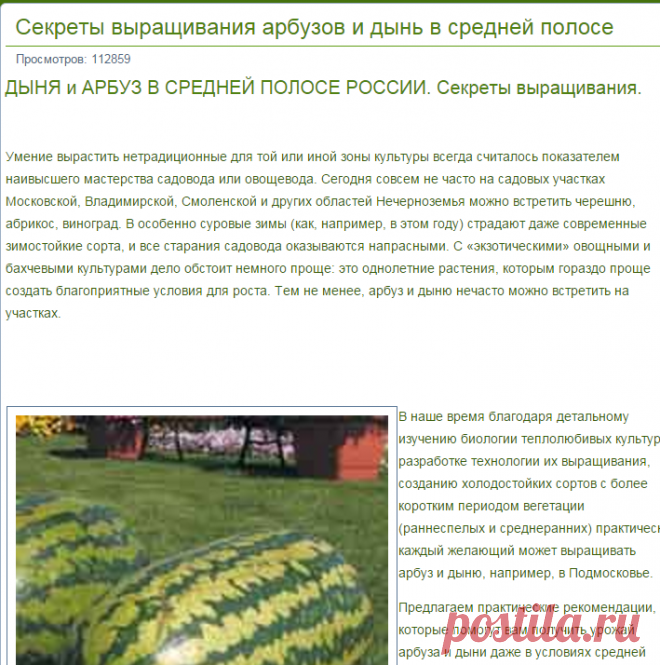 Секреты выращивания арбузов и дынь в средней полосе