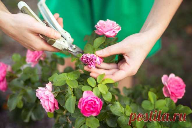 6 обязательных процедур после цветения роз