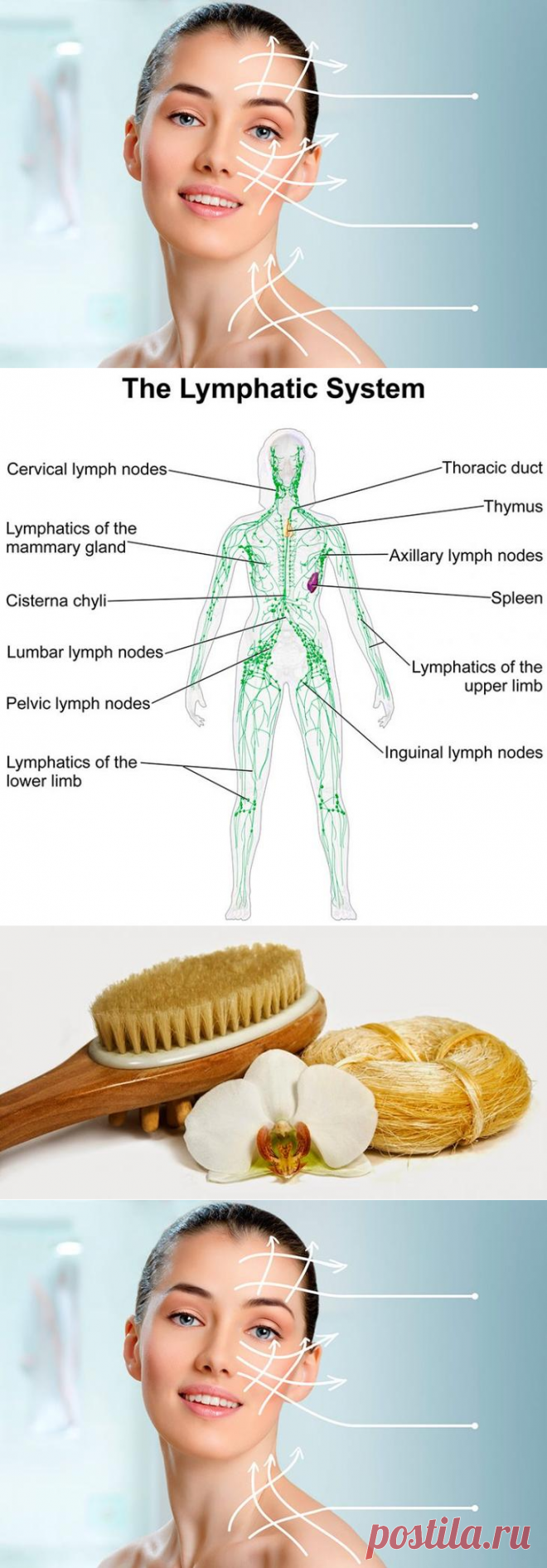 Красота и лимфатическая система
