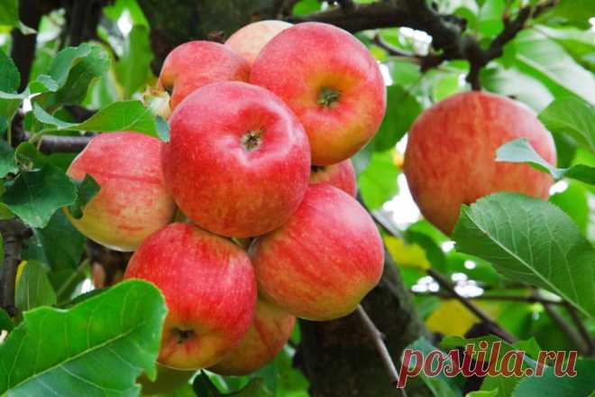 Письмо «сообщение Алёнамир : Как получить обильный урожай яблок? Маленькие и большие секреты! (10:00 03-03-2015) [4965496/355231597]» — Алёнамир — Яндекс.Почта
