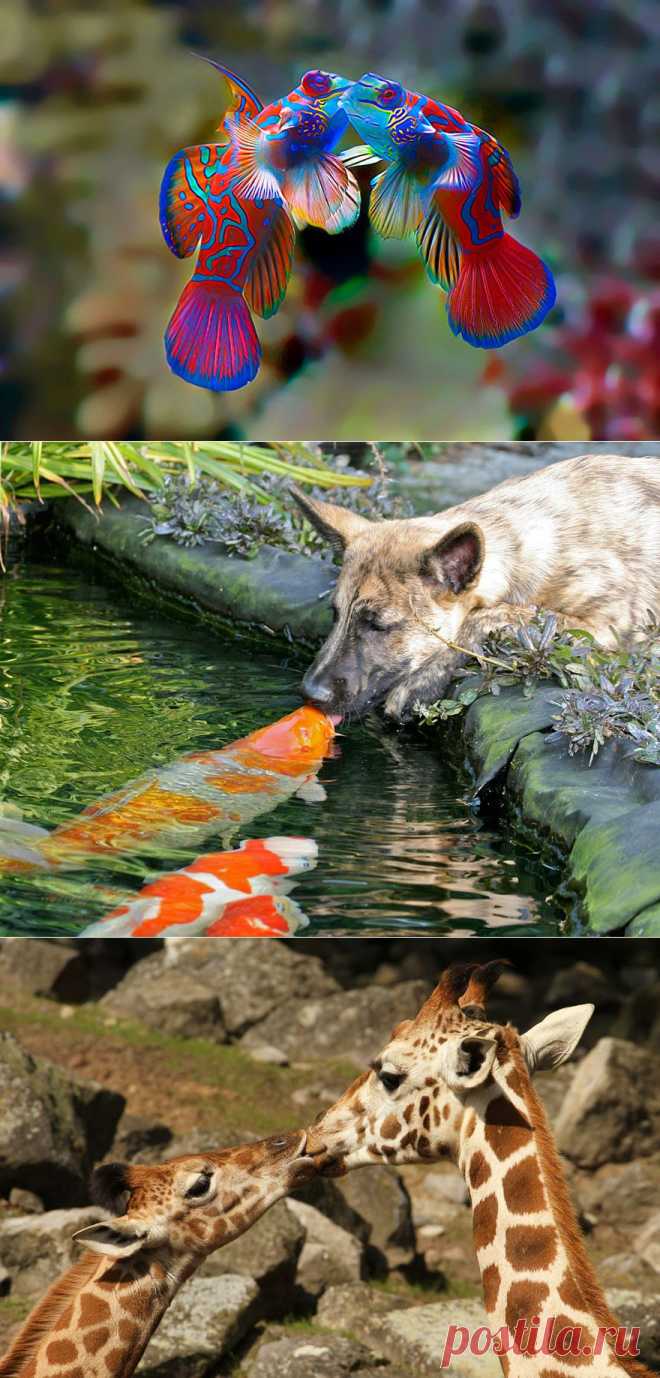 Как животные проявляют чувства. Красивые фотографии животных | Newpix.ru - позитивный интернет-журнал
