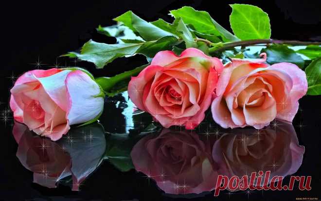 Три розы на блестящей поверности Обои на рабочий стол
