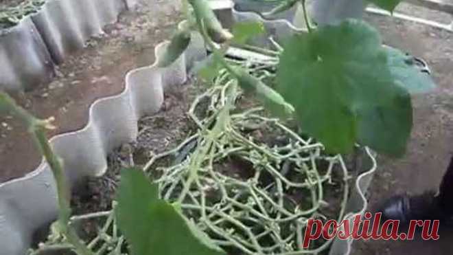 Необычный способ выращивания огурцов в телице