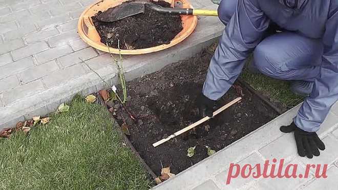 Как посадить розу: готовим посадочную яму, обрабатываем саженец!