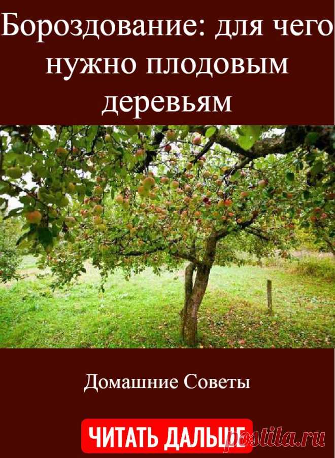 Бороздование: для чего нужно плодовым деревьям