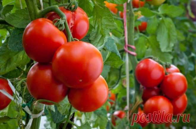 Как эффективно и экономно подкормить помидоры 🚩 Сад и огородд