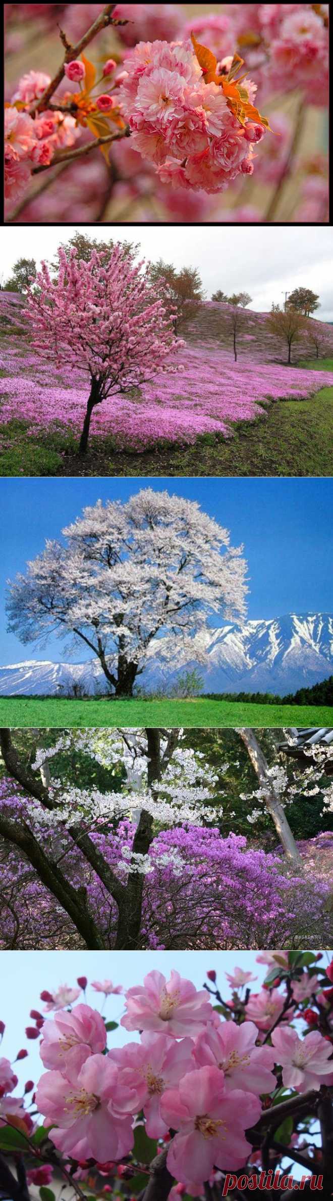 Весна в Японии.