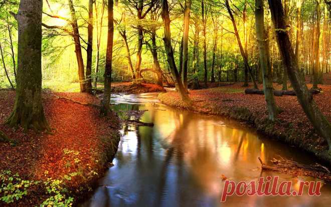 Лес, деревья, солнце, листва, река, отражение обои, фото, картинки