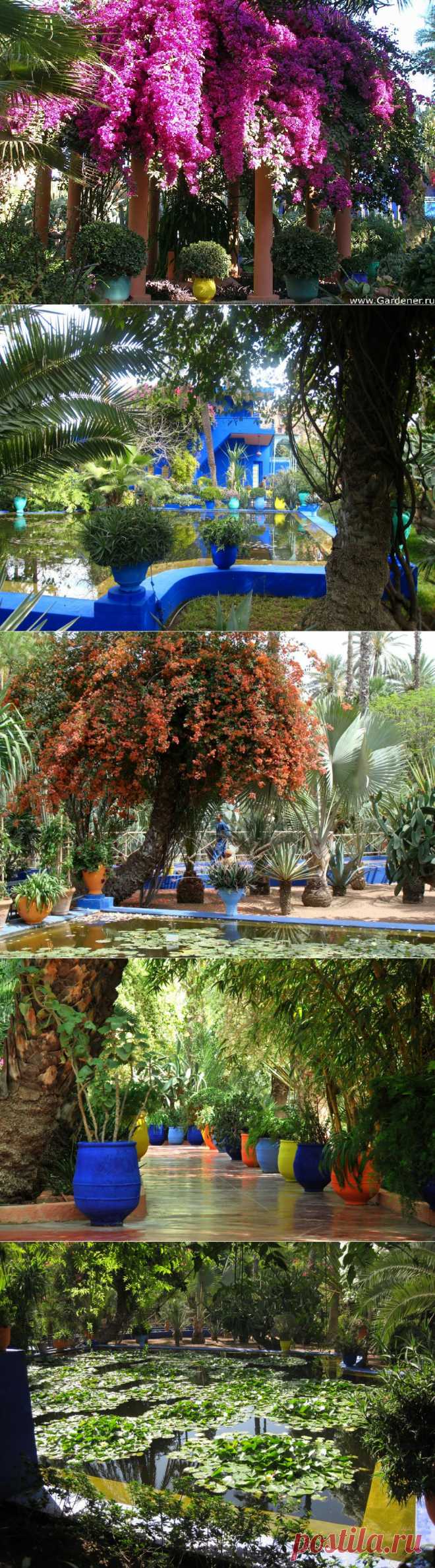 Сад Мажореля (Jardin Majorelle).