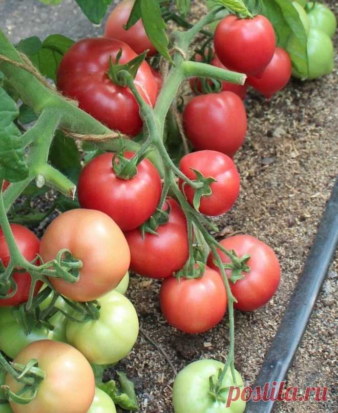 Идеальные томаты для засолки и консервирования | Чернозёмочка | Пульс Mail.ru