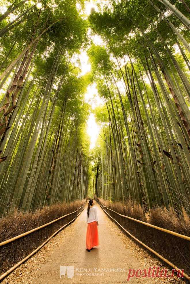 Lost in Bamboo Forest by Kenji Yamamura / 500px