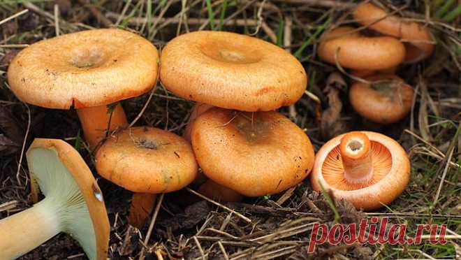 2000 рыжиков со своего огорода Чтобы выращивать любимые грибы на своем огороде, житель Вологодской области Константин Советов посадил настоящий лес – более 1,5 тысячи деревьев.