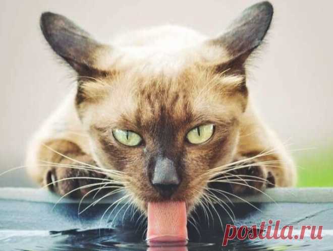 Какую жидкость не стоит давать кошке | Кошка.ru | Дзен